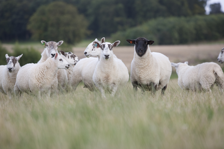 Leadhills Estate Sheep